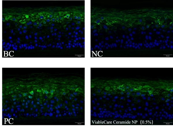 repair of damaged epidermal 3D skin models