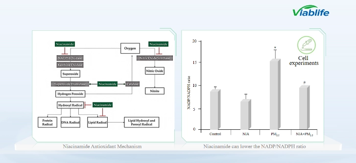 Антиоксидантный механизм никотинамида Antioxidant Mechanism of Nicotinamide