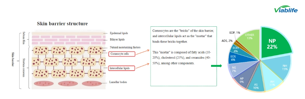 керамидные косметические ингредиенты для защиты кожного барьера ceramide cosmetic ingredients for skin barriers