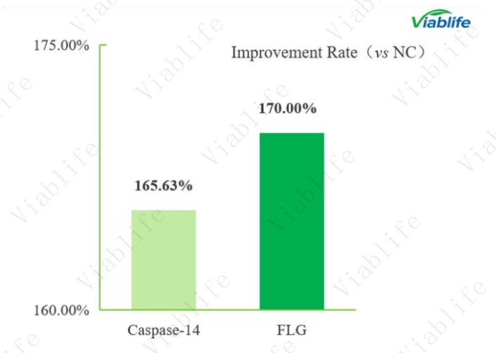 Filaggrin Expression After Ceramide